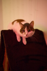 A Felidae cat with fur is lounging in a cozy cat bed