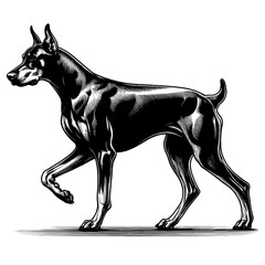 Hand drawn illustration of fierce doberman dog, vector sketch isolated on transparent background.