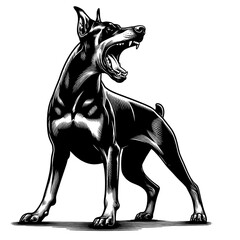 Hand drawn illustration of fierce doberman dog, vector sketch isolated on transparent background.