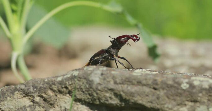 Giant European stag beetle (Lucanus cervus) making funny dance moves as he is preparing for take off from a stone