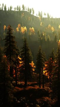 Gorgeous evergreen forest in the hills at twilight