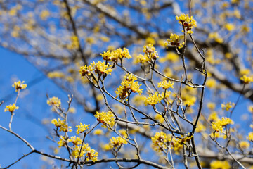 Yellow shan zhu yu flowers blooming against the blue sky in early spring.