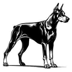 Hand drawn illustration of fierce doberman dog, vector sketch isolated on transparent background.