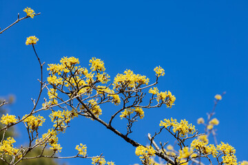Yellow shan zhu yu flowers blooming against the blue sky in early spring.