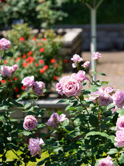 植物園に咲く紫色の薔薇