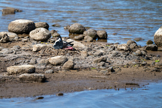Hawaiian Stilt, Black-Necked Stilt, sitting on a nest of twigs on a rocky river beach, Kealia Pond, national wildlife refuge, birdwatching on Maui, Hawaii
 - Powered by Adobe