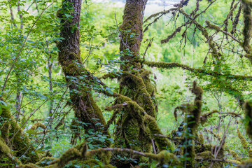 Very old forest in France on trees grows a moss