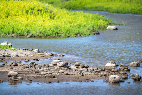 Hawaiian Stilt, Black-Necked Stilt, sitting on a nest of twigs on a rocky river beach, Kealia Pond, national wildlife refuge, birdwatching on Maui, Hawaii
 - Powered by Adobe