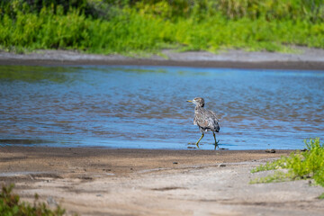 Juvenile Black-Crowned Night Heron hunting in at waters edge, Kealia Pond, national wildlife...