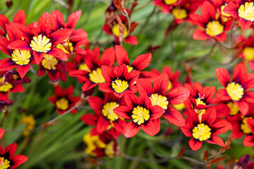 Bright red Sparaxis flowers blooming in abundance in the garden.