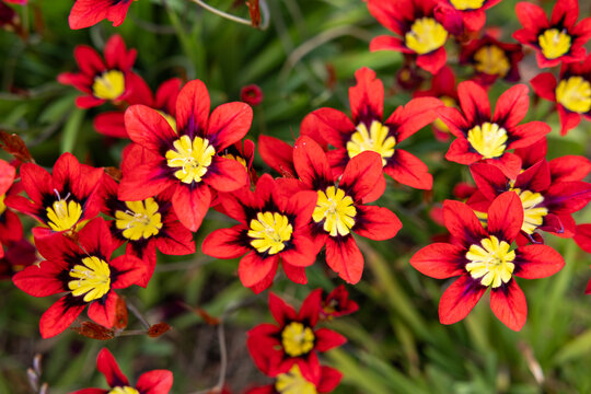 Bright red Sparaxis flowers blooming in abundance in the garden.