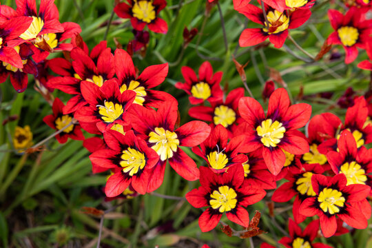 Bright red Sparaxis flowers blooming in abundance in the garden.