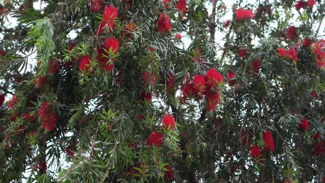 Melaleuca citrina blowing in the wind