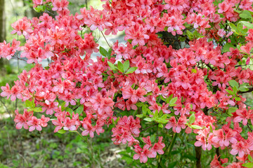 Close-up of torch Azalea flowers blooming in the forest.