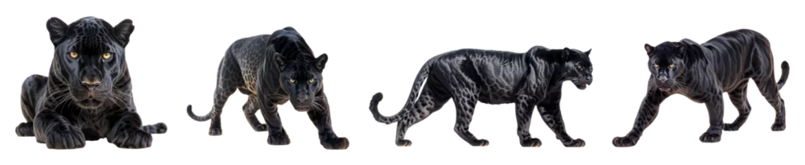 Fototapete Black panther collection png, different poses set like side view, walking, sitting and front shot isolated on a white or transparent background hd © OpticalDesign