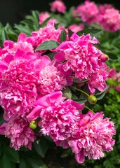 Close up of Pink Peonies Flowers Background Natural Light Selective Focus