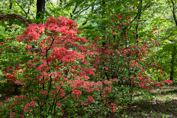 Azalea flowers blooming vividly in the forest.