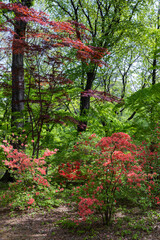 Azalea flowers blooming vividly in the forest.
