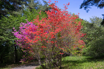 Orange and pink azalea flowers that shine against the blue sky in the forest.