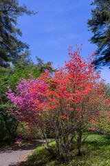 Orange and pink azalea flowers that shine against the blue sky in the forest.