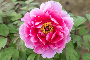 Pink tree peony flowers blooming in the garden.