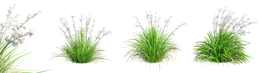 Set of Liberta Formosa - Chilean Iris plant isolated on transparent background with selective focus close-up. 3D render.
