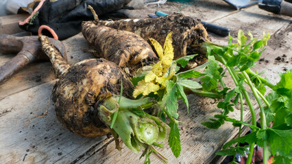 Close up of freshly harvested handpicked parsnips covered in dirt from garden allotment