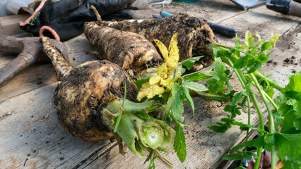 Close up of freshly harvested handpicked parsnips covered in dirt from garden allotment - Powered by Adobe