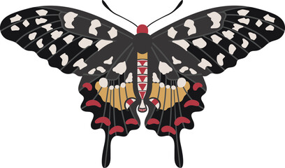 Madagascar Giant Swallowtail Butterfly. Big Exotic Insect With Colorful Wings And Antennas. 