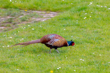 A common pheasant also known as ring-necked pheasants in its natural habitat, Phasianus colchicus walking on the green meadow on the polder, Living out naturally.