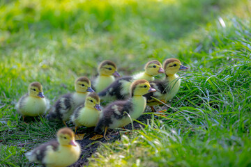 Selective focus a group of small baby ducks in its natural habitat walking and flowing mother on green grass meadow, A duckling is a young newborn duck in downy plumage, Spawning and breeding season.