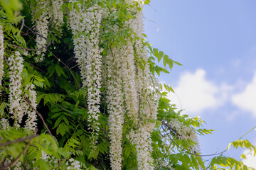 Wisteria floribunda, Alba or White Delight, Wisteria is a genus of flowering plants in the legume family of Fabaceae, The genus includes four species of woody twining vines, Natural floral background.