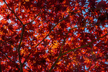 Selective focus of new young red Japanese maple leaves on the tree under sunlight in spring, Acer palmatum commonly known as palmate maple is a species of woody plant, Natural pattern background.