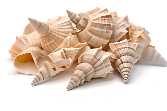Piles of snail shells with beautiful colors