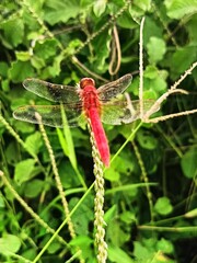 red dragonfly on a green leaf