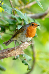 European Robin (Erithacus rubecula) - Commonly Found in Europe
