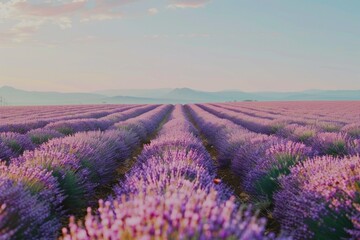 Obraz premium A field of lavender with a blue sky in the background. The field is very large and stretches out for miles