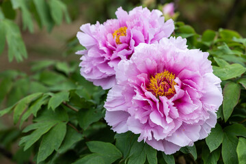 Pink gradient color button flower in the garden.