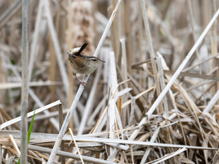 Marsh Wren bird standing on reeds in the marsh.
