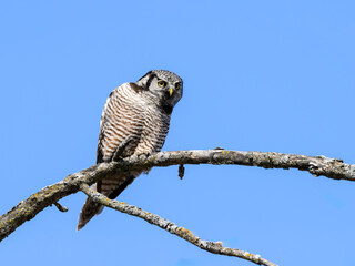 Northern Hawk Owl on tree branch against blue sky