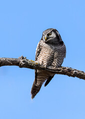Fototapeta premium Northern Hawk Owl on tree branch against blue sky