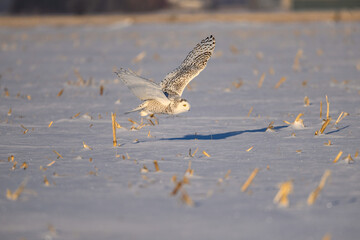 Female Snowy Owl in flight over farm field covered in snow