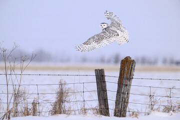 Female Snowy Owl in flight taking off farm fence post