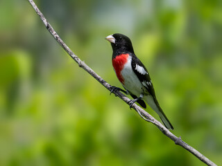Male Rose-breasted Grosbeak on tree branch against green background, Portrait