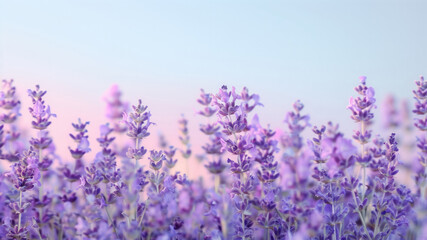 Serene Lavender Field Under Soft Sunset Light, Blooming Purple Flowers, Nature Tranquility, Aromatic Delights, Scenic Beauty of Floral Landscape 8K Wallpaper High-resolution