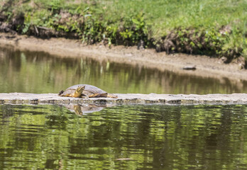 Spiny Softshell turtle or Apalone Spinifera sunning on a lake barrier in Montgomery, Alabama.