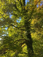 autumn in the forest