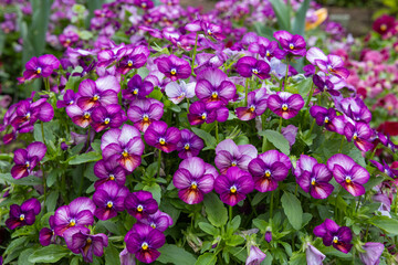 Beautiful viola flowers blooming in spring carden.