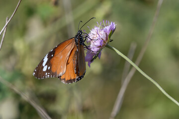 Close-up shot of African Monarch butterfly