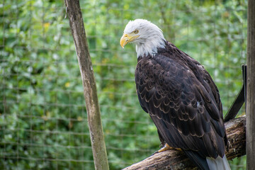 This captivating image captures the essence of the iconic bald eagle bird in all its majestic glory.